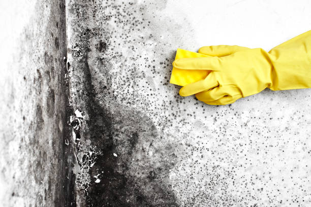 Best Industrial Mold Remediation  in Los Ranchos De Albuquerque, NM
