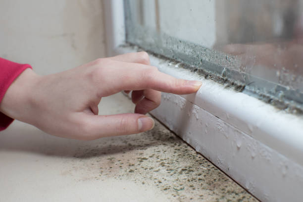 Best Water Damage & Mold Remediation  in Los Ranchos De Albuquerque, NM