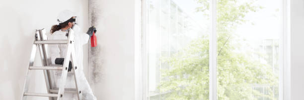 Best Basement Mold Removal  in Los Ranchos De Albuquerque, NM